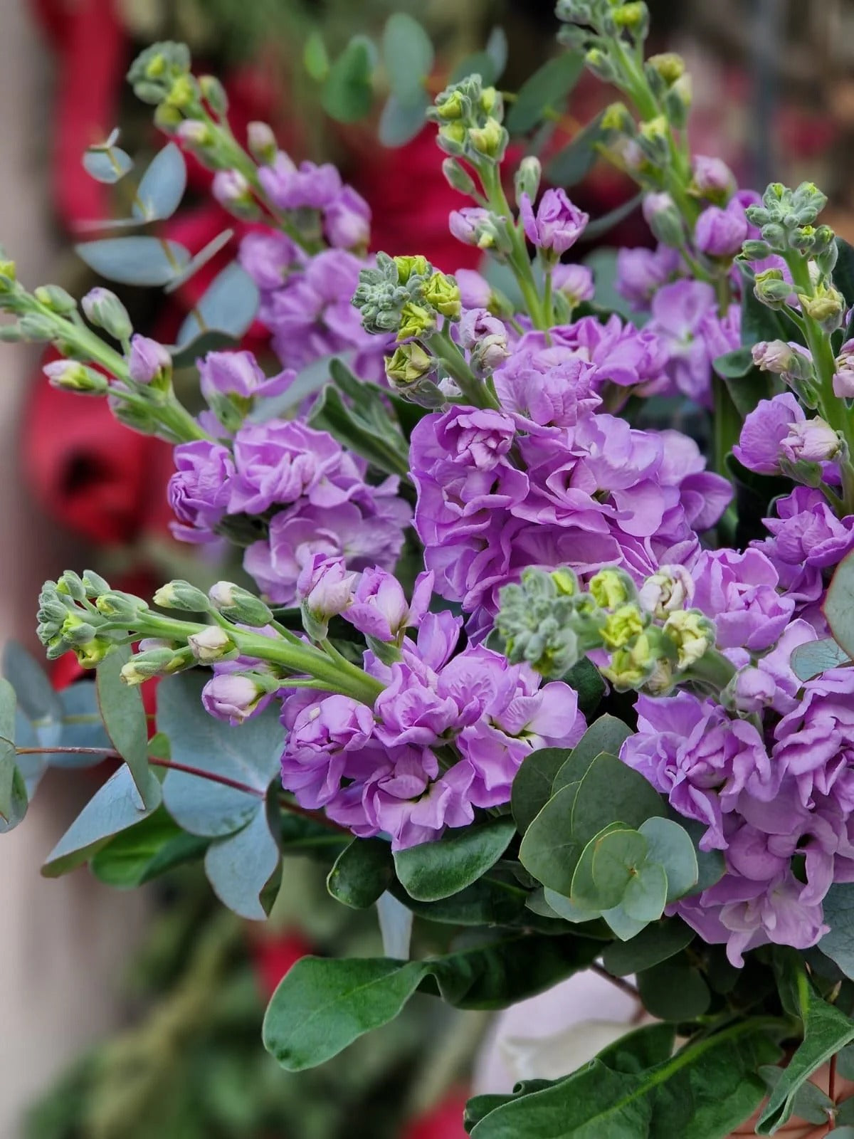 Purple Levkonia Bouquet with Eucalyptus | Bambi