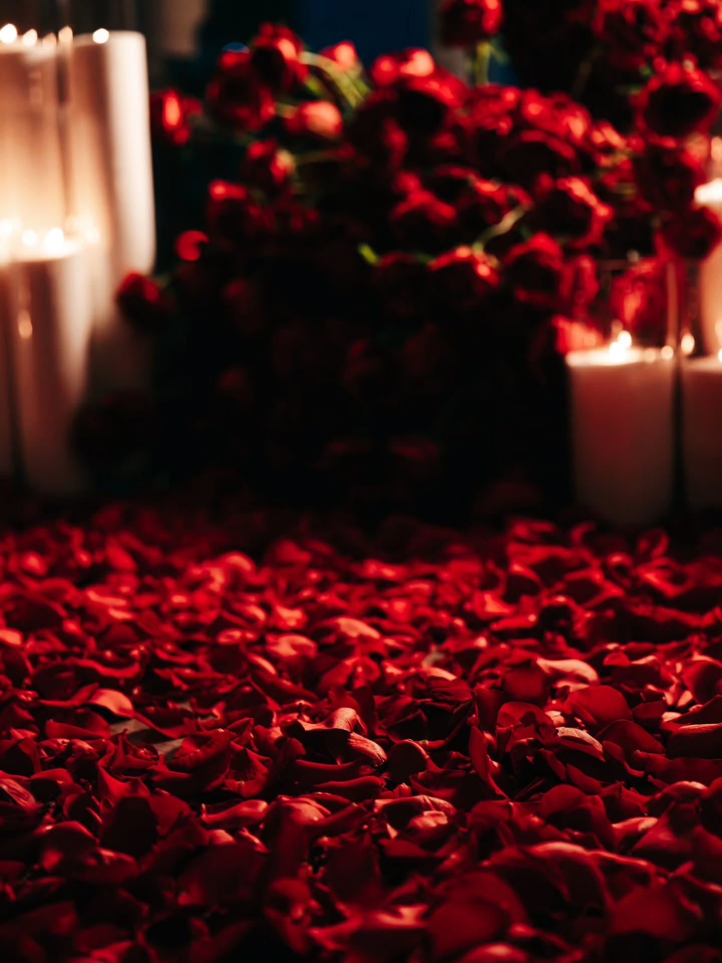 Will you Marry Me? Red Roses Proposal