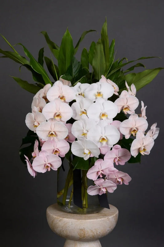 Phalaenopsis Orchid Vase Arrangement Dubai by Bambi - Bambi