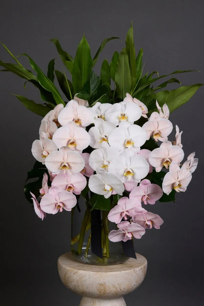 Phalaenopsis Orchid Vase Arrangement Dubai by Bambi - Bambi