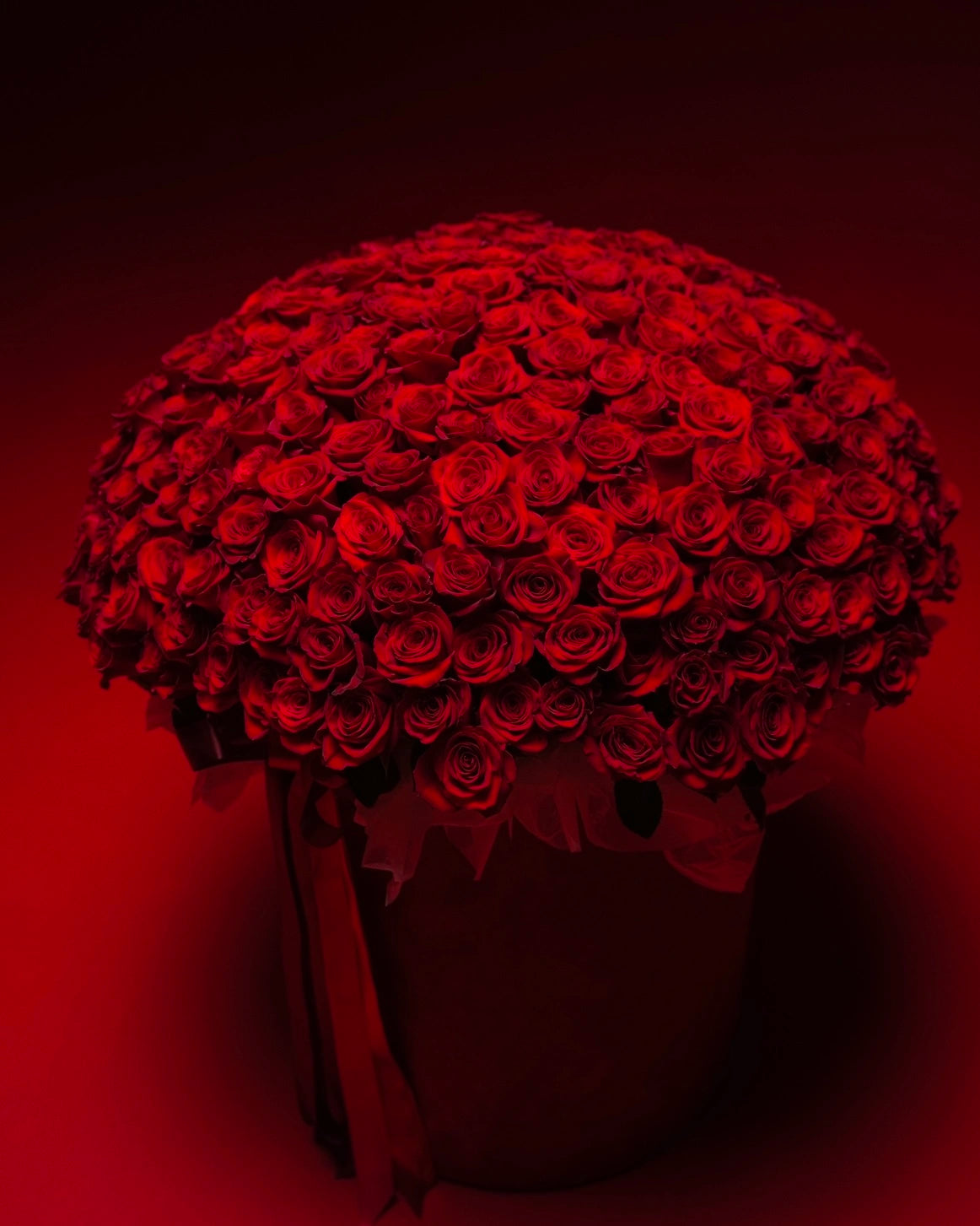Scarlet - Box Luxury Red Roses - Bambi