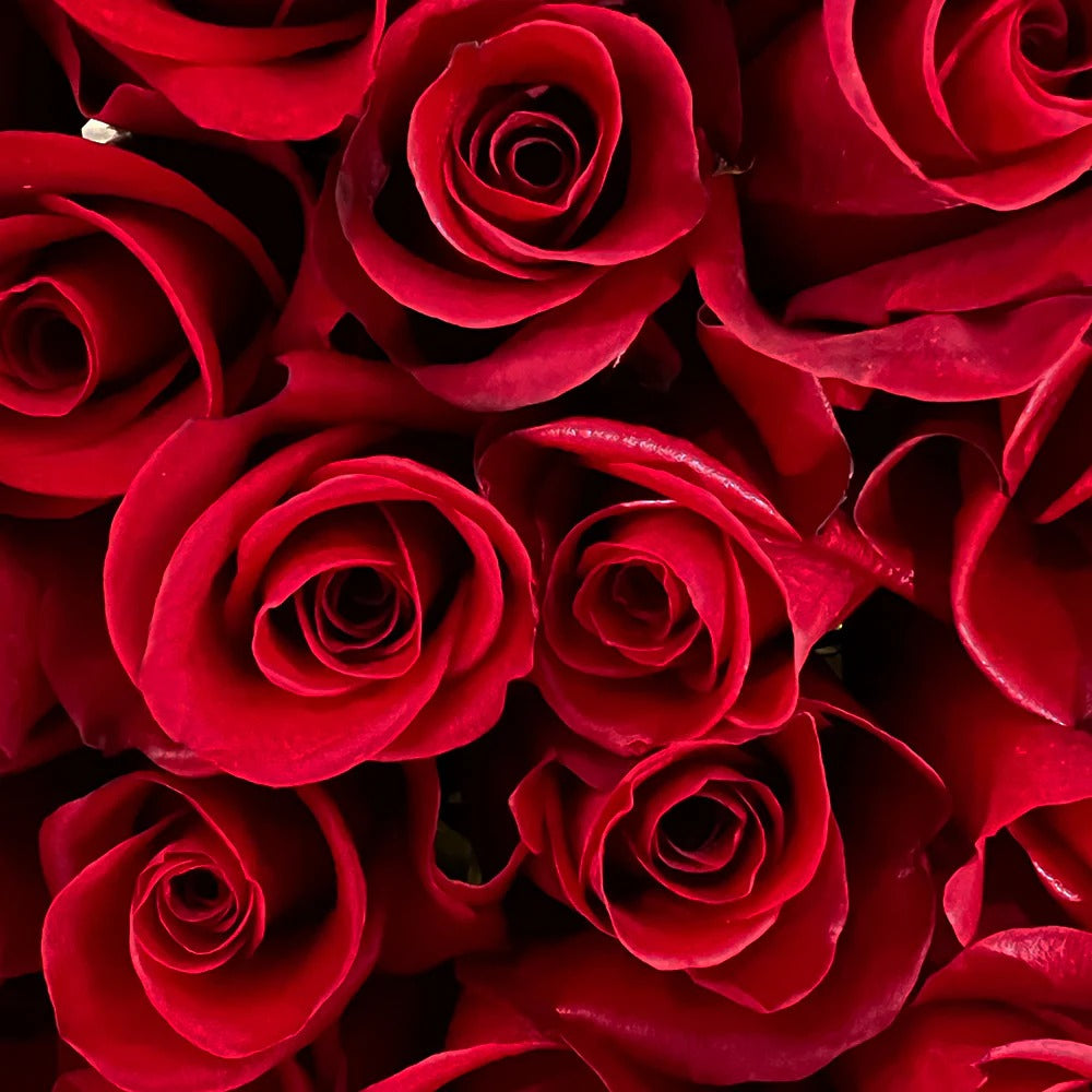 20 Red Roses Dubai – Romantic Dome Bouquet, Same Day Flower Delivery | Bambi