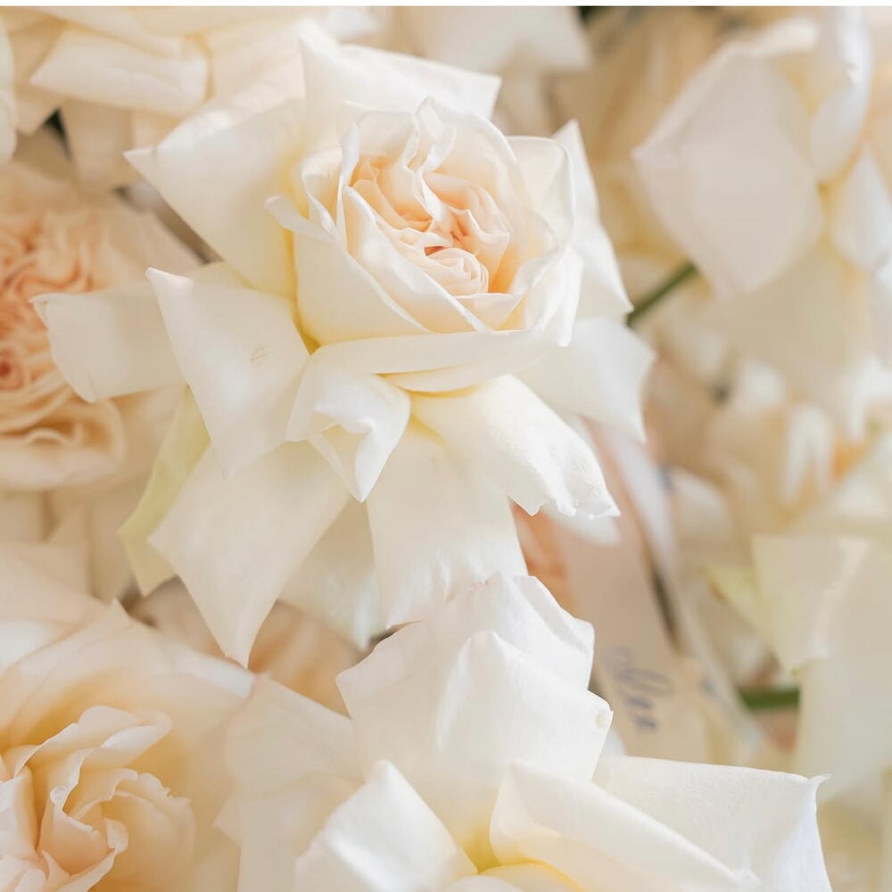 Close-up of a bouquet of white roses with a soft focus background